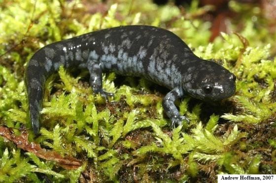 Streamside Salamander